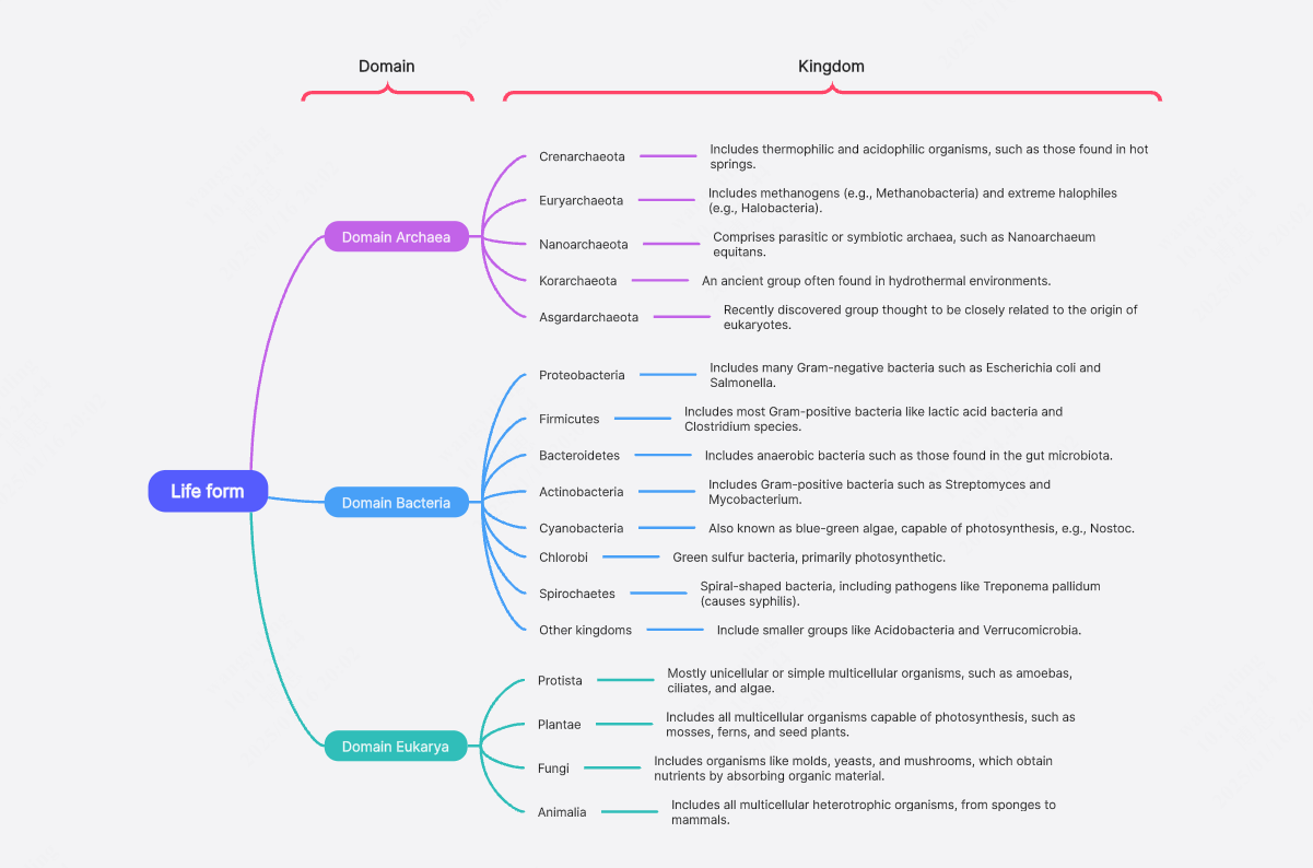 Flowchart to show here relationship betweendomains and kingdoms